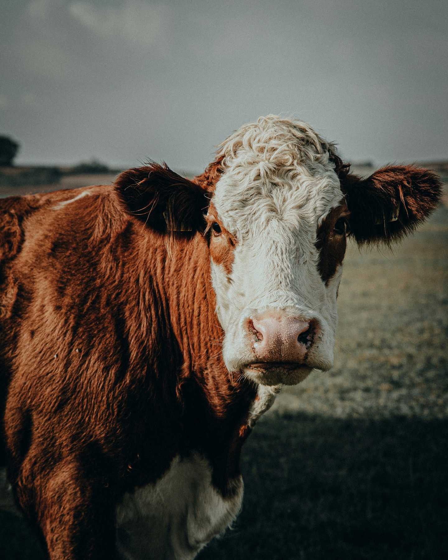 Brown-and-white cow standing in an open field