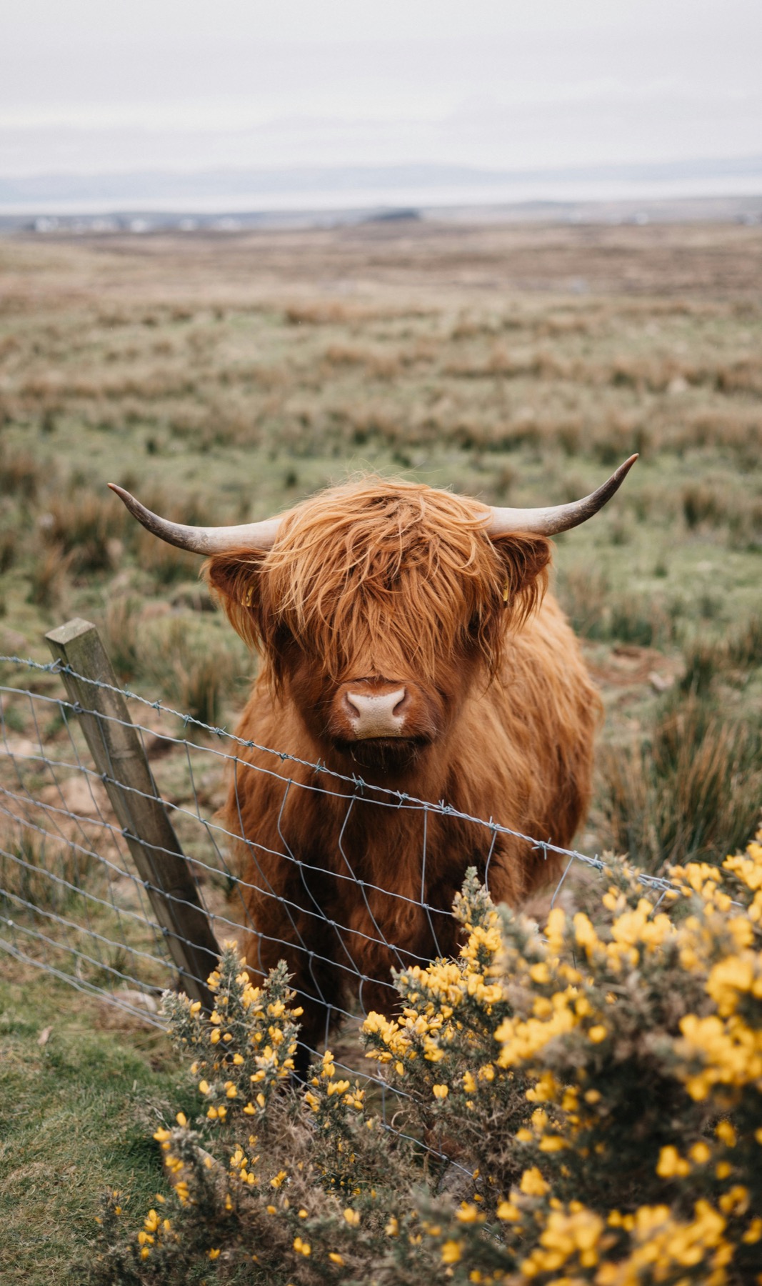 Shaggy brown Highland cow standing behind a pasture fence